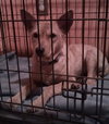 Francis - ADOPTED 04.13.14