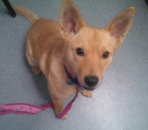 Francis - ADOPTED 04.13.14