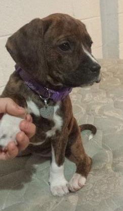 Uk Litter Petunia - ADOPTED 05.08.14