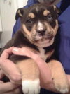 Sweet Peas - ADOPTED 03.29.14