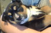 Sweet Peas - ADOPTED 03.29.14