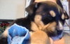 Sweet Peas - ADOPTED 03.29.14