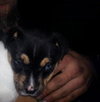 Sweet Peas - ADOPTED 03.29.14