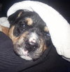 Sweet Peas - ADOPTED 03.29.14