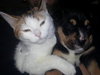 Sweet Peas - ADOPTED 03.29.14