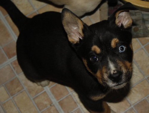 Sweet Peas - ADOPTED 03.29.14