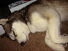 Nova - ADOPTED 05.24.14