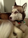 Nova - ADOPTED 05.24.14