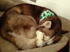 Nova - ADOPTED 05.24.14