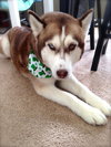 Nova - ADOPTED 05.24.14