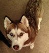 Nova - ADOPTED 05.24.14