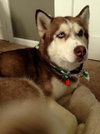 Nova - ADOPTED 05.24.14