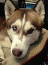 Nova - ADOPTED 05.24.14