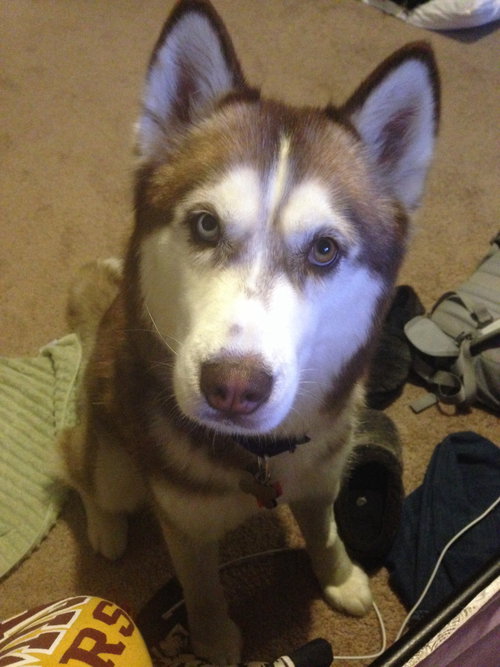 Nova - ADOPTED 05.24.14