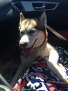 Nova - ADOPTED 05.24.14