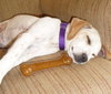 Wk Litter Blossom - ADOPTED 03.28.14