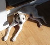 Wk Litter Blossom - ADOPTED 03.28.14