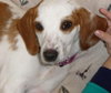 Wk Litter Coral - ADOPTED 04.01.14