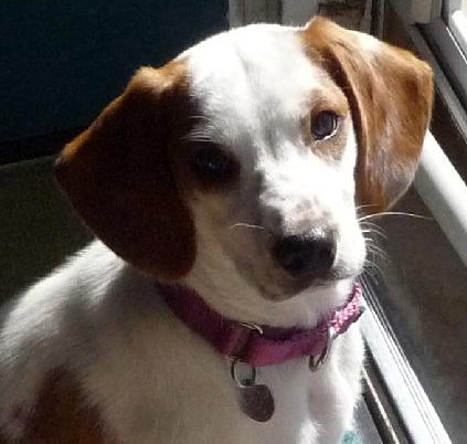 Wk Litter Coral - ADOPTED 04.01.14