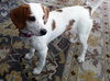 Wk Litter Coral - ADOPTED 04.01.14