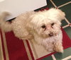 Mr. Belding - ADOPTED 04.18.14