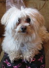 Mr. Belding - ADOPTED 04.18.14
