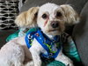 Mr. Belding - ADOPTED 04.18.14