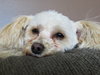 Mr. Belding - ADOPTED 04.18.14