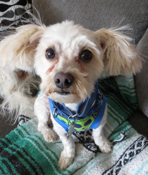 Mr. Belding - ADOPTED 04.18.14