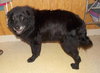 Flanagan - ADOPTED 04.19.14
