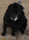 Flanagan - ADOPTED 04.19.14