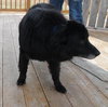 Flanagan - ADOPTED 04.19.14