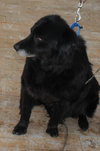 Flanagan - ADOPTED 04.19.14