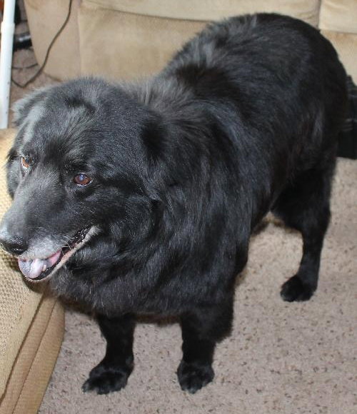 Flanagan - ADOPTED 04.19.14