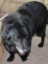 Flanagan - ADOPTED 04.19.14