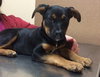Roxee - ADOPTED 04.12.14