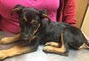 Roxee - ADOPTED 04.12.14