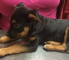 Roxee - ADOPTED 04.12.14