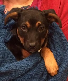 Roxee - ADOPTED 04.12.14