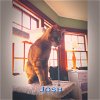 Josh - ADOPTED 12.29.14