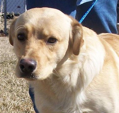 Squeaker - ADOPTED 03.25.14