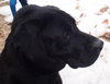 Murray - ADOPTED 06.10.14
