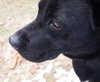 Murray - ADOPTED 06.10.14
