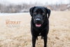 Murray - ADOPTED 06.10.14