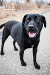 Murray - ADOPTED 06.10.14