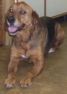 Teddy-ADOPTED 08.10.14