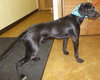 Frederick - ADOPTED 04.27.14