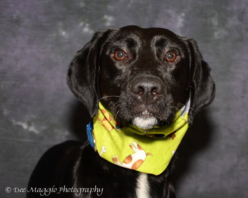Frederick - ADOPTED 04.27.14