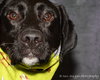 Frederick - ADOPTED 04.27.14