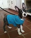 Skyler - ADOPTED 05.18.14
